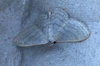 Idaea subsericeata
