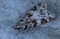 Eudonia delunella