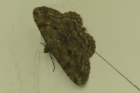 Peribatodes rhomboidaria
