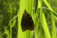 Aleimma loeflingiana