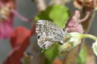 Cacyreus marshalli