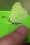 Gonepteryx rhamni