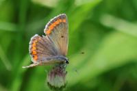 Aricia agestis