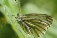 Pieris napi