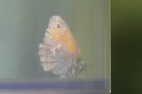 Coenonympha pamphilus