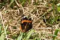 Vanessa atalanta