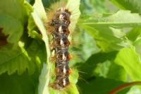 Acronicta rumicis