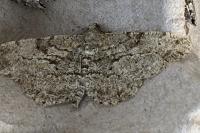 Peribatodes rhomboidaria