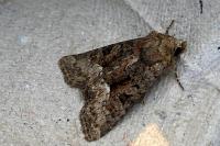 Oligia