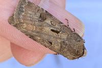 Agrotis exclamationis