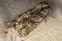 Acronicta rumicis