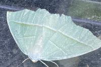 Campaea margaritaria
