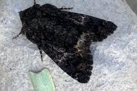 Catephia alchymista
