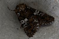 Hadena albimacula