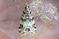 Eudonia delunella