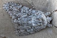 Acronicta aceris