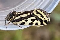 Emmelia trabealis
