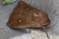 Mythimna albipuncta