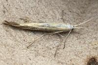 Coleophora
