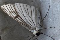 Siona lineata