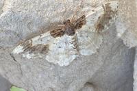 Ligdia adustata