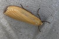 Wittia sororcula