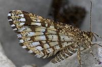Chiasmia clathrata