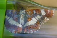 Limenitis camilla