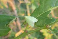 Tortrix viridana