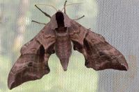 Smerinthus ocellatus