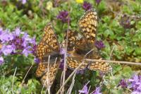 Melitaea phoebe