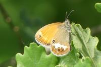 Coenonympha arcania