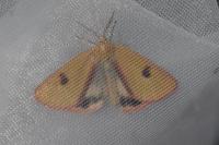 Diacrisia sannio