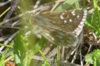 Pyrgus