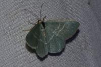 Chlorissa viridata