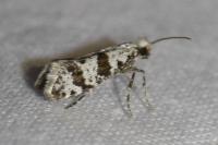 Scythropia crataegella