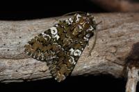 Hadena albimacula