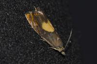 Dichrorampha
