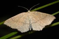 Cyclophora ruficiliaria
