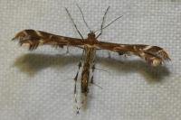 Oxyptilus distans