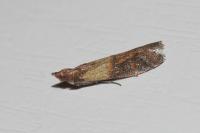 Plodia interpunctella