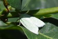 Tortrix viridana
