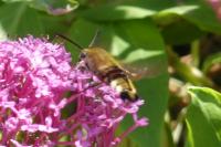 Hemaris fuciformis