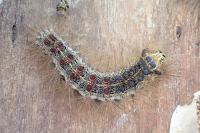 Lymantria dispar