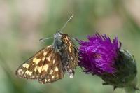 Carterocephalus palaemon