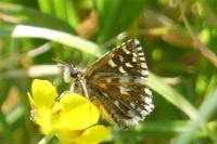 Pyrgus malvae