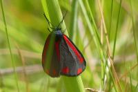 Tyria jacobaeae