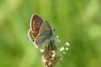 Aricia agestis
