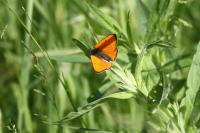 Lycaena dispar