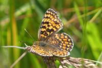 Melitaea phoebe